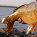 What backed carp in August?