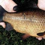 The best catch baits for crucian carp