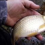 Crucian carp in the autumn or how to achieve success in the off-season